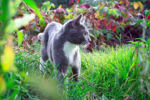 gray white kitten walked on the grass in the Park to smell the tender grass.