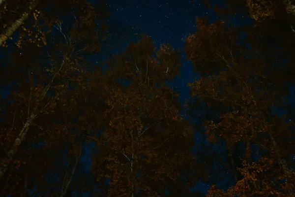 Hvězdnatá noční obloha se dívá nahoru přes borovice — Stock fotografie