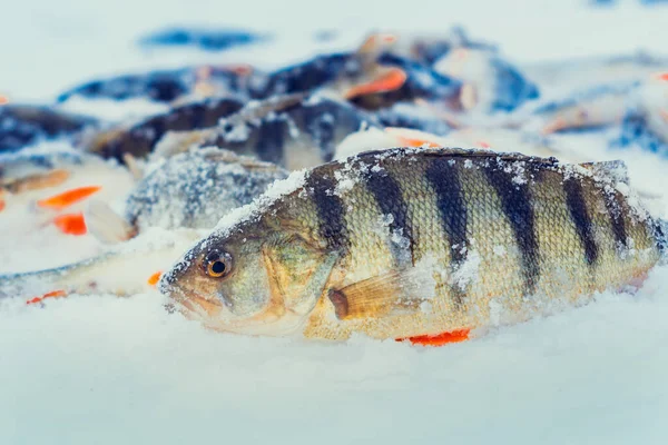 Ijsvissen vangen in de wintersneeuw. Wintersportvissen baars — Stockfoto
