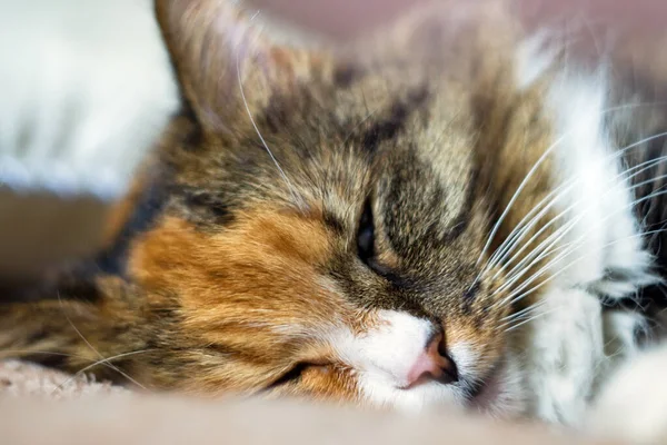 Flauschige schöne erwachsene Katze im Schlaf, Porträt aus nächster Nähe — Stockfoto