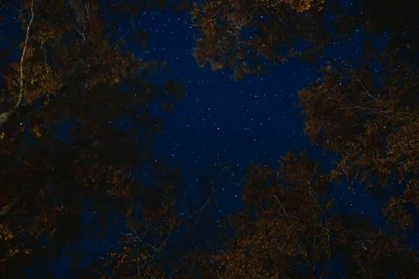 Ağaçların arasından gökyüzüne bak. Gece gökyüzü çam ağaçlarının arasından yukarı bakıyor.. — Stok fotoğraf