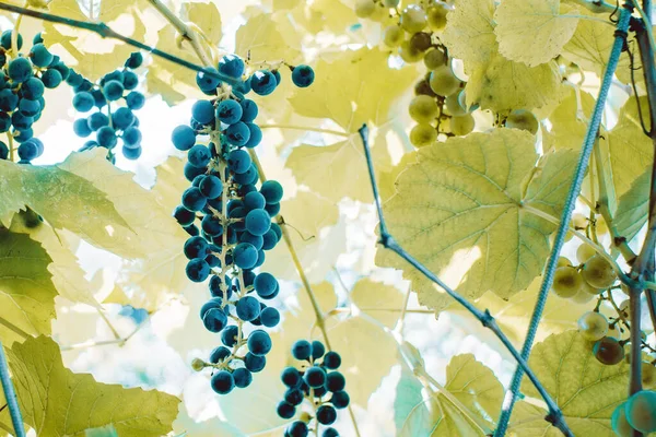 포도즙이나 포도주를 만들기 위해 잘 익은 유기농 과일을 수확한다. 가을에 노란 나뭇잎 위에 있는 검은 포도 — 스톡 사진