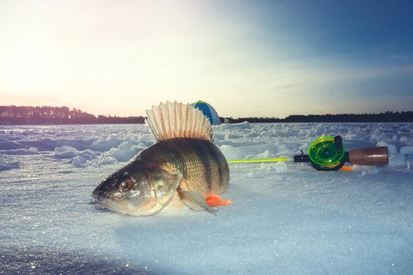 winter sport winter fishing fish perch on the winter lake