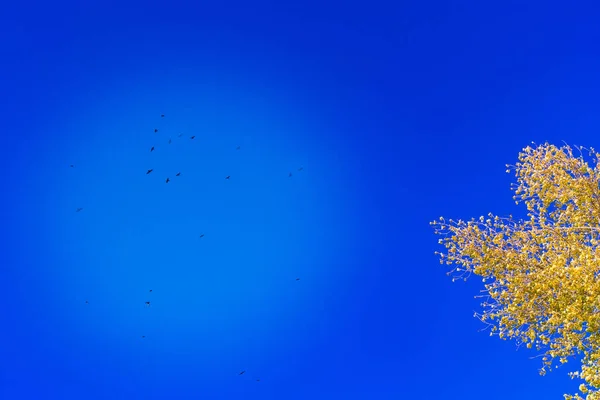 Árboles de color otoñal bajo un cielo azul y pájaro volador. lugar debajo del espacio de copia de texto para el paisaje de otoño de texto — Foto de Stock