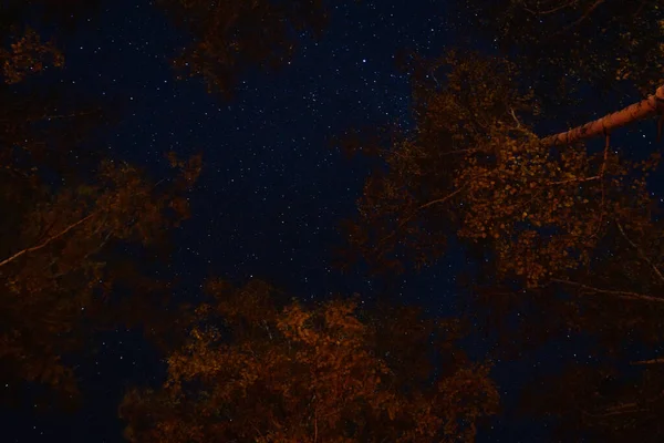 Veduta delle stelle attraverso i rami degli alberi in una notte d'estate — Foto Stock