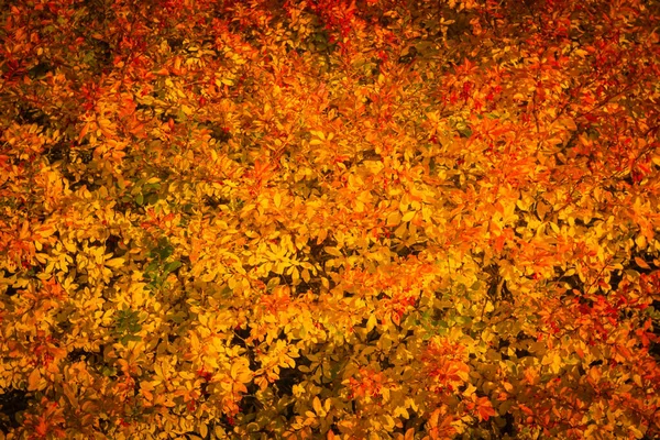 Beautiful close up ecology nature landscape with meadow. Abstract autumn background. Barberry berries on the branches of the Bush — Stock Photo, Image