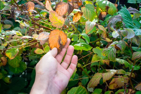 Varigated листя малини заражені густими тяги вірусу — стокове фото