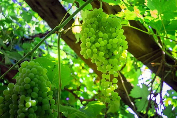 Um monte de uvas verdes maduras na vinha. Kish Mish colheita de uva de frutas orgânicas maduras — Fotografia de Stock