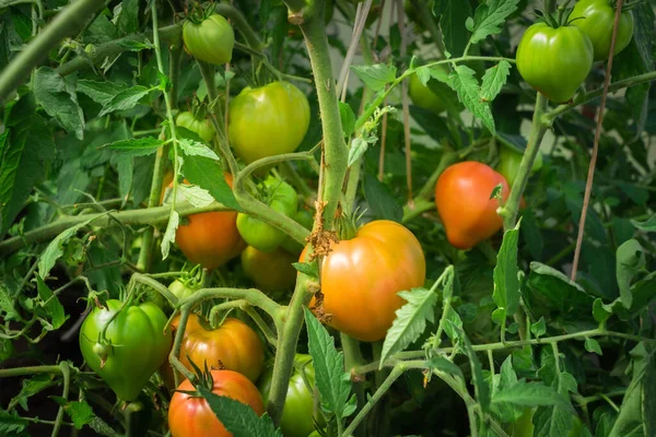 Tomates mûres rouges cultivées en serre. Tomates vertes de vigne. Tomates vertes non mûres sur le buisson . — Photo