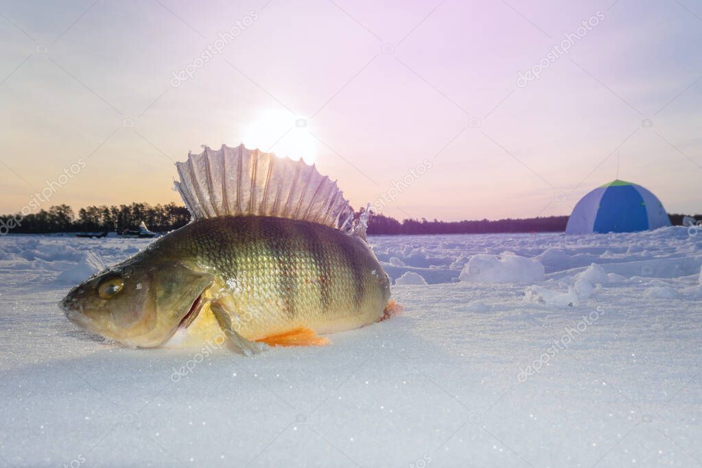 caught fishes, winter ice fishing perch river. Winter fishing winter sport fishing