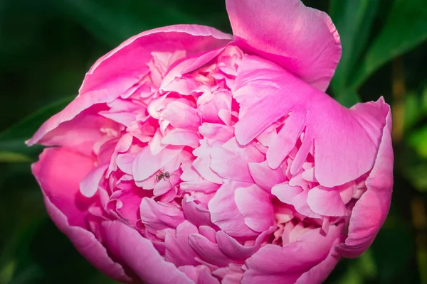 Peonías rosadas primer plano macro en el jardín. Hermosa flor fondo rosa notas adhesivas . — Foto de Stock