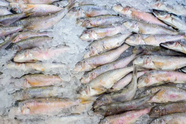 Sardines textuur, achtergrond, vis in de marktkraampjes op het ijs. selectieve focus — Stockfoto