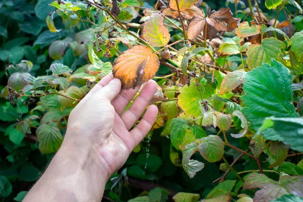 Raspberry disease dry yellowed leaves — Stock Photo, Image
