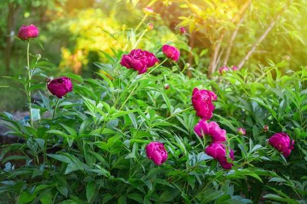 Peonías rosas florecientes. hermosa flor de peonía rosa, sobre fondo verde natural en el jardín, enfoque selectivo — Foto de Stock