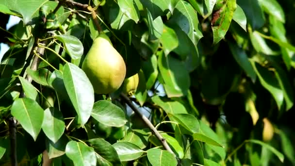 Pêra em ramos de árvore closeup, fruto que cresce. Frutas maduras no jardim, produtos orgânicos — Vídeo de Stock