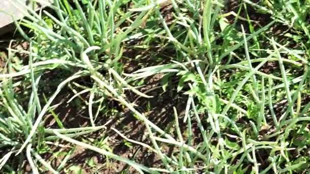 Весняна цибуля, зелена цибуля, цибуля культивування на полі. сільськогосподарський фон — стокове відео