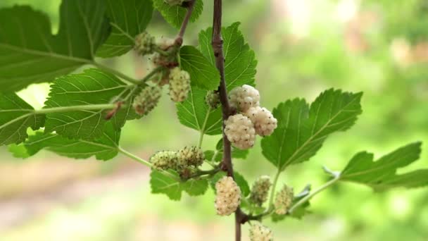 Las moras blancas, sobre la rama del árbol, las bayas maduras frutales. Cultivo de frutas orgánicas en el jardín — Vídeos de Stock