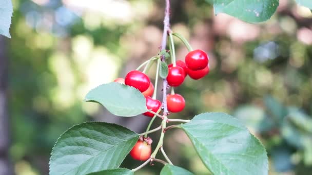 Kirschbaumzweige mit Beeren in der Sonne. rote, saftige, reife Beeren. — Stockvideo