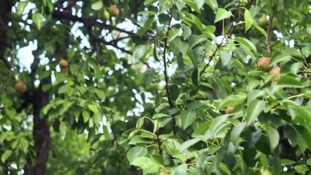 Zralé hrušky na ovocných stromech po dešti na venkovské farmě. Zemědělská krajina — Stock video