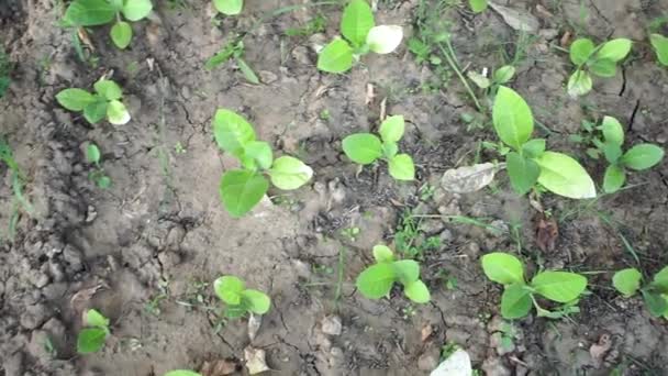 Bladeren van groene tabak in het veld. Tabaksproducten verbouwen Virginia top view — Stockvideo
