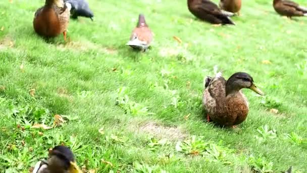 Bandada de patos en la hierba verde. bandada de aves en el Parque — Vídeo de stock