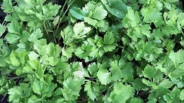 Green celery leaves growing vegetables. Background of organic spices — Stock Video