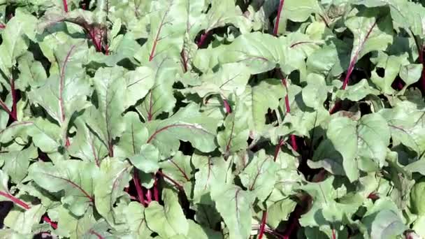 Grüne Rübenblätter, Gemüseanbau Hintergrund. Bio-Gemüse. — Stockvideo