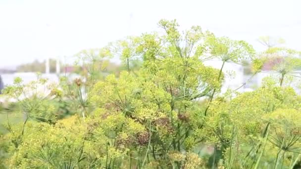 Aneth fleuri, épices utiles en croissance, gros plan. Floraison des plantes — Video