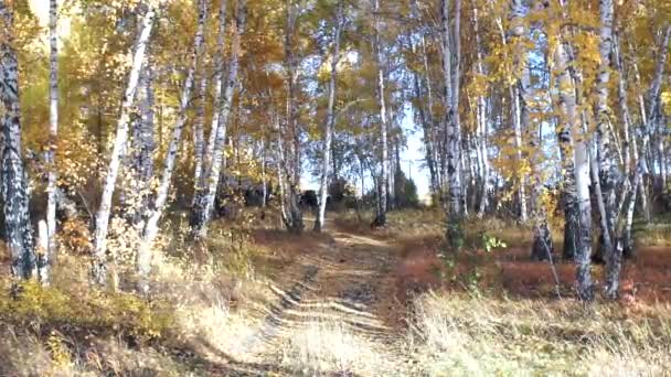 Paysage d'automne, journée ensoleillée, bouleaux — Video