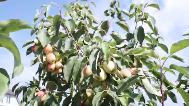 Appels op een boomtak in de tuin. Appelboom rood biologisch fruit in late zomer motion video. — Stockvideo
