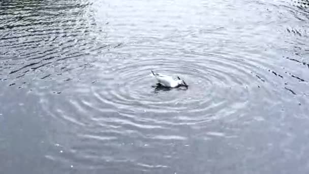 Pájaro Gaviota come paloma. Un pájaro en el agua mata a una paloma. vida silvestre, animales, aves — Vídeo de stock