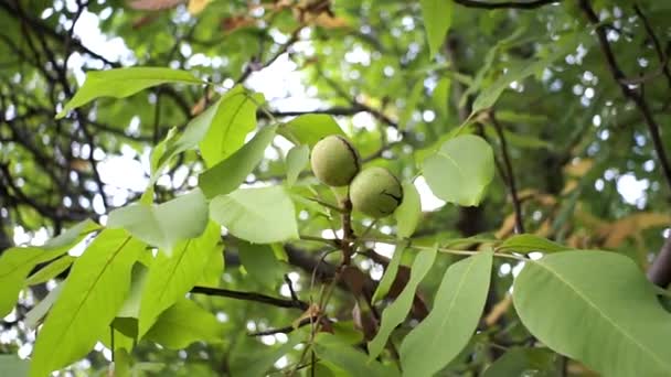 Walnut in the peel on branch. Green walnuts on the tree branch in garden. Walnuts on the branch. — Stock Video