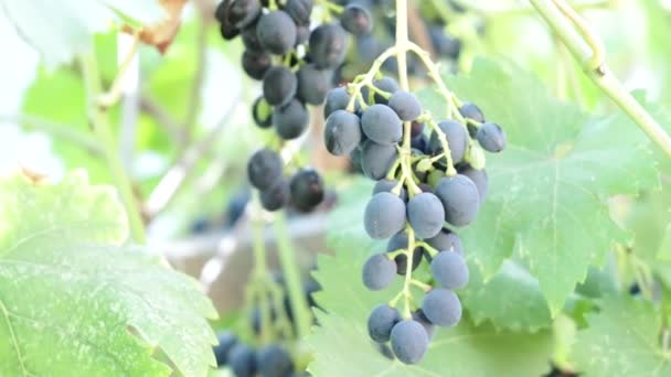 Trauben schwarzer Trauben auf Weinreben, hell verschwommener Hintergrund. Trauben an Weinreben — Stockvideo