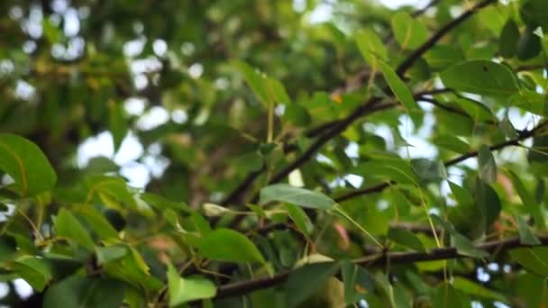 Reife Birnen auf den Ästen eines Baumes. Bio-Obst im Garten — Stockvideo