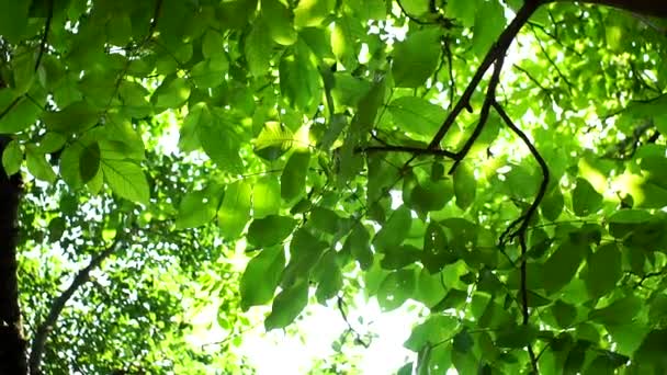 Яскраві промені сонця, через листя і гілки горіхового дерева. Сонячний день з садом, природний фон . — стокове відео