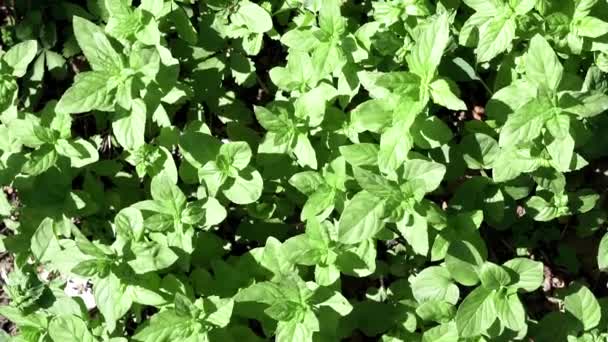 Hojas de menta top view.plant Agricultura orgánica.Hierba vegetal en la naturaleza silvestre.ingredientes para limonada y mojito. Bálsamo de limón para la elaboración de té medicinal aromático hermoso . — Vídeo de stock