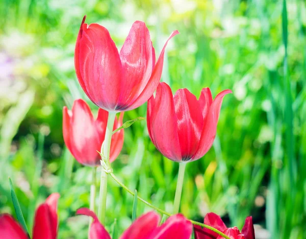 Vackra apelsin Tulpan blommor i trädgården med solljus natur, färgglada tulpan blomma — Stockfoto