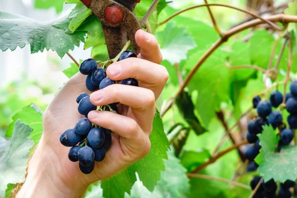 Colhendo cachos de uvas em uma vinha da adega durante a colheita em corte de outono fora do grupo — Fotografia de Stock