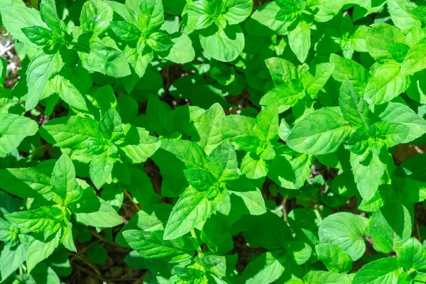 Mint Background texture green leaves. Growing herbs peppermint