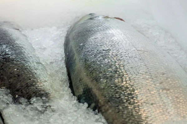 Nyers hal, jégközeli felvételen, friss pisztrángot árul egy hipermarket polcain — Stock Fotó
