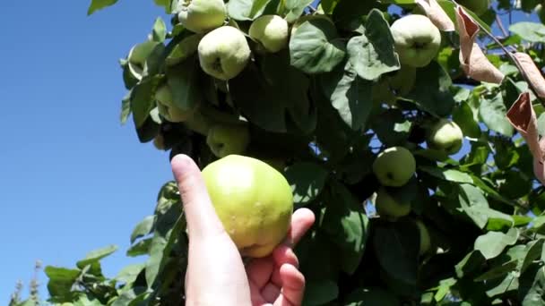 Kvitten frukt skörd frukt i jordbrukarnas hand, på bakgrunden av ett träd i trädgården. Skörd — Stockvideo