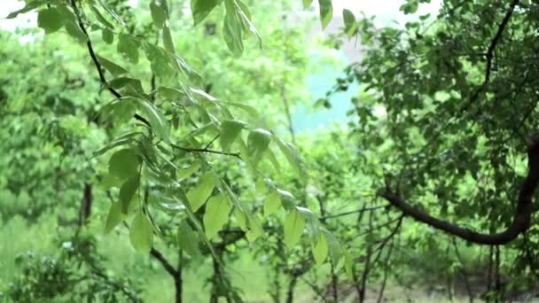 Rain on tree branches on a blurred background. Rain Blurred background. Rainy day above the trees and city on horizon. Rain drops, aerial view. — Stock Video