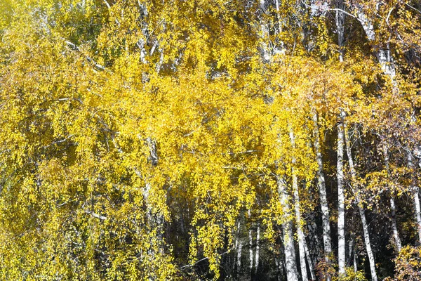 Осінні дерева лісу. природа зелене дерево фони сонячного світла — стокове фото