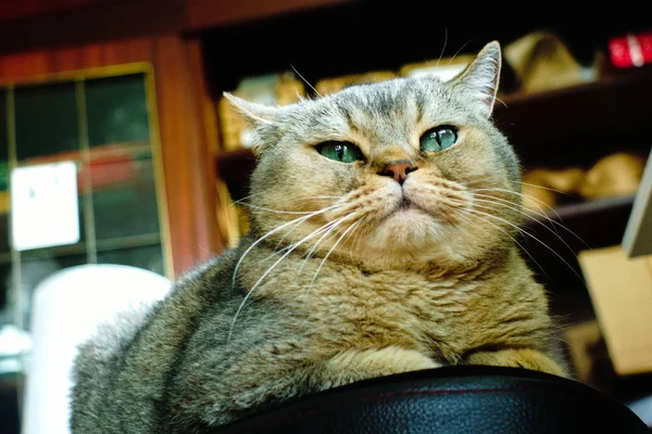 Βρετανική καφέ γάτα κοντινό πλάνο — Φωτογραφία Αρχείου