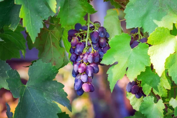 Szőlőfürtök lógnak a szőlő egy szőlő egyik oldalán lágy homályos háttér. — Stock Fotó