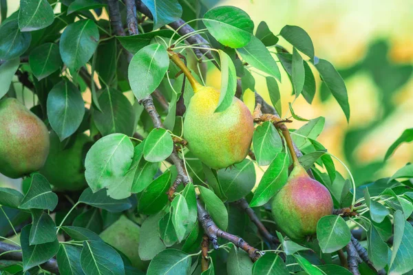 Tasty young healthy organic juicy pears hanging on a branch. large crop of pears in the garden, ripe fruit hanging on the tree, pear closeup. — Stock Photo, Image