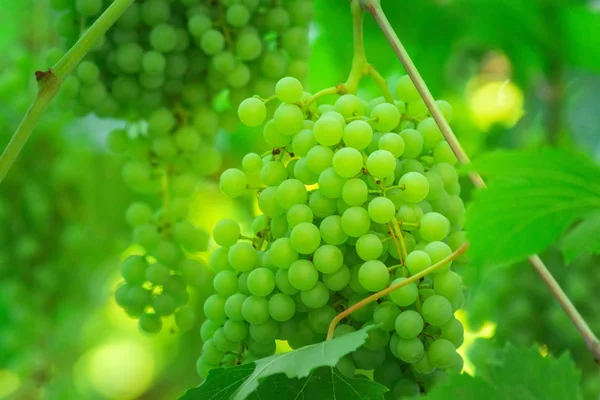 Reife grüne Trauben im Weinberg. reife Früchte ernten. — Stockfoto