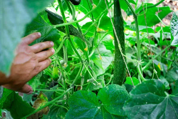 Oogst rijp grote komkommers selectieve focus — Stockfoto