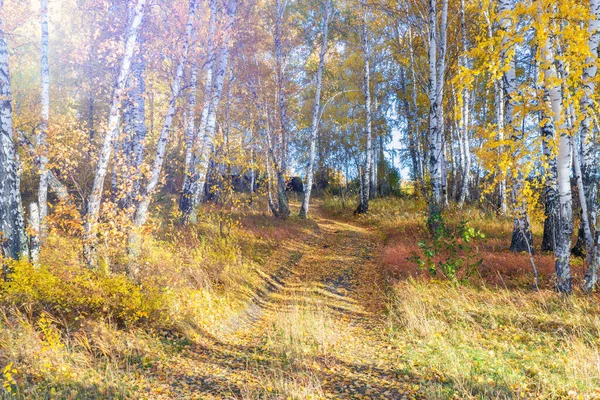 Χρυσό φθινόπωρο στο δασικό μονοπάτι με τα ξερά δέντρα την φθινοπωρινή περίοδο — Φωτογραφία Αρχείου