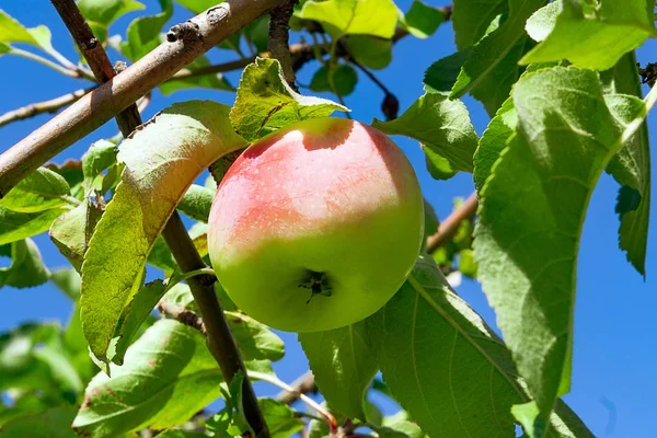 Dojrzałe Apple zbliżenie na gałęzi drzewa. zbieraj organiczne owoce w ogrodzie — Zdjęcie stockowe